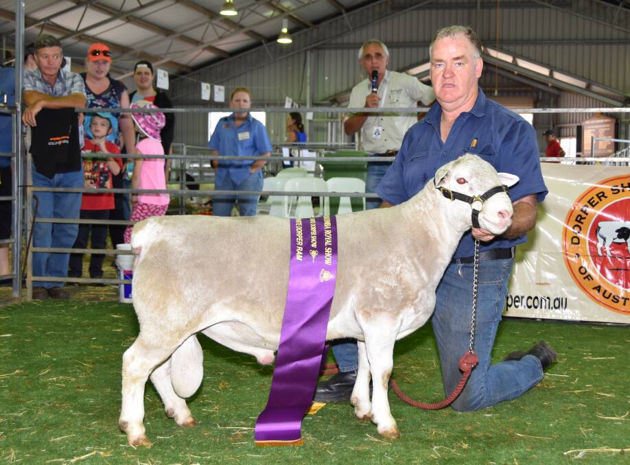Grand champion White Dorper ram, Kaya 160676, with stud owner Adrian Veitch, Kaya White Dorpers, Narrogin, Western Australia.