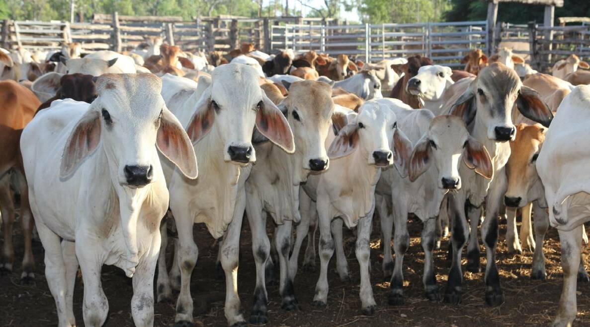 Rebuilding of northern Australia's cattle herds is expected to lag its southern counterparts during 2017.