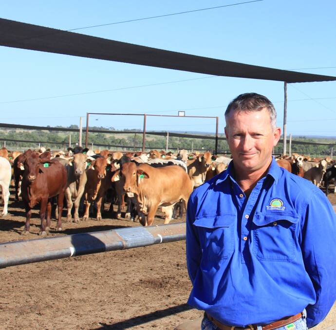 ACC's Brindley Park feedlot manager Ben Wade inspects the latest mobs of cattle on feed.
