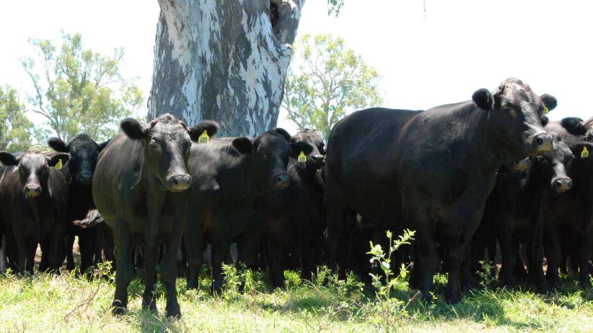 The Geri family's Angus-cross cows and calves.