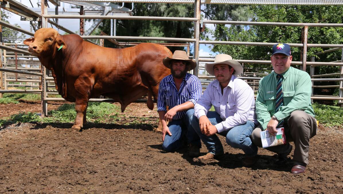 Representing the Donaldson family, Medway, Bogantungan, Brenten Donaldson, and purchaser Tom Flohr, Red River Droughtmasters, Nebo, plus auctioneer Mark Scholes, Landmark with the equal top price bull.