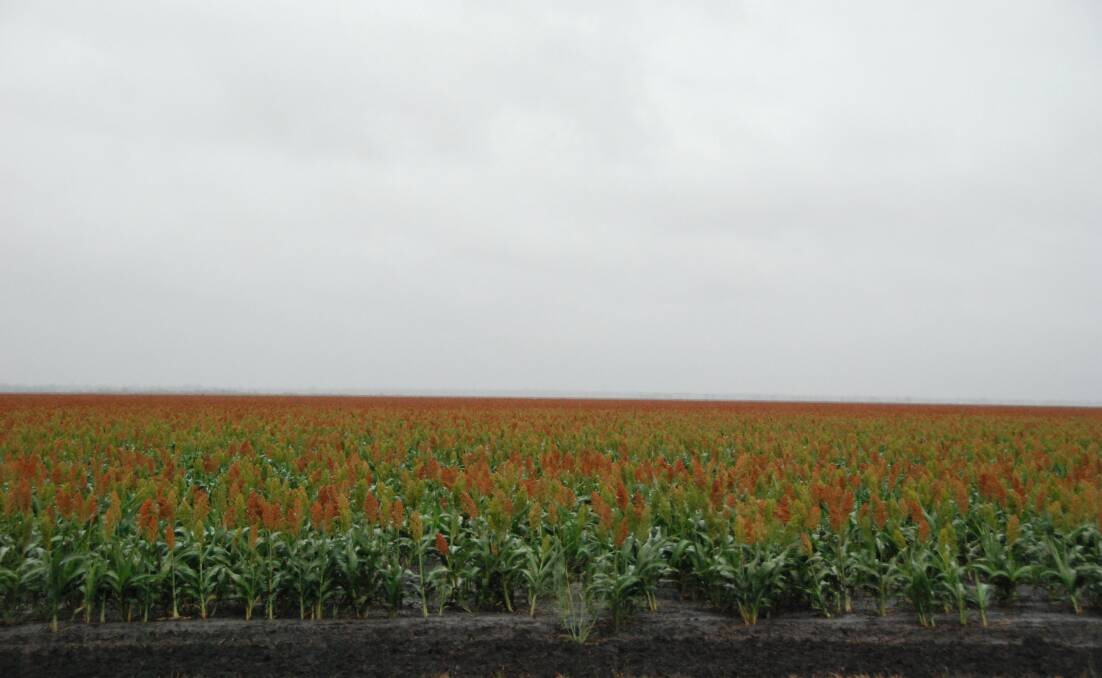 Other Sorghum crops in the Cecil Plains district situated on Queensland's Darling Downs region. 
