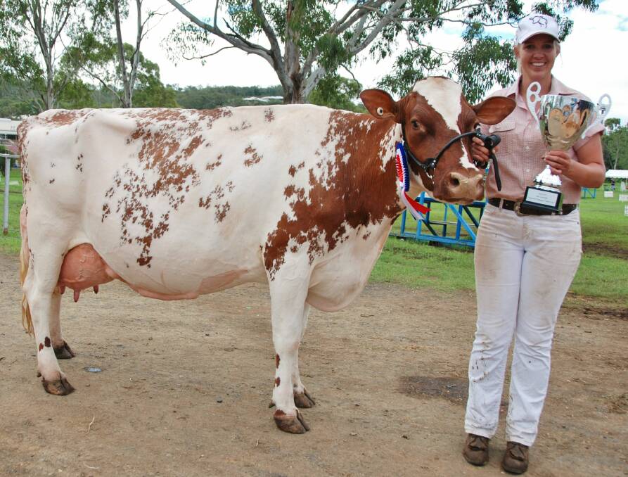 Nicole Priebbenow, Silverleigh Illawarras, Oakey hold her family's Toowoomba Royal Show Supreme Champion Dairy Cow Silverleigh Robina 14. 