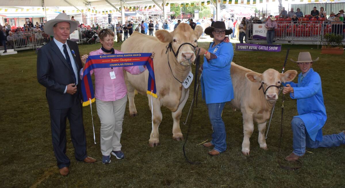 Grand champion Charolais female, Boongatti Fantasy, held by Allison McCabe, Sapphire Charolais, Toowoomba, Queensland, and calf held by David Bartley, Warwick, Queensland.