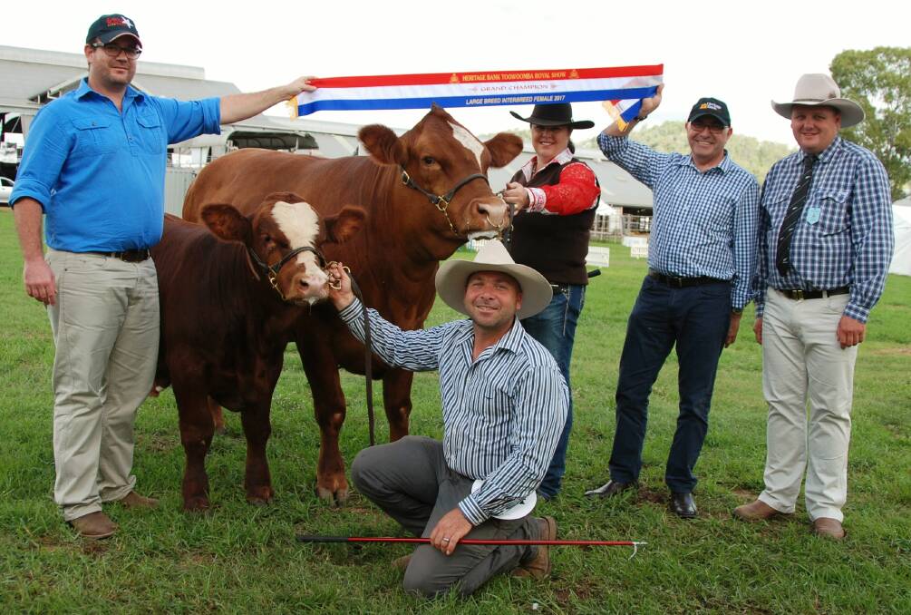 Toowoomba Royal Show Grand Champion Interbreed Female winner was 32-month-old KBV Ki Ki with a bull calf at foot by Simmental sire TNT Bootlegger. Picture with owners Marty Rowlands and Stephen Lean, Julie Pocock-Iseppi, Hertiage Bank CEO Peter Lock, and TLC Cattle Company's Troy Nuttridge. 