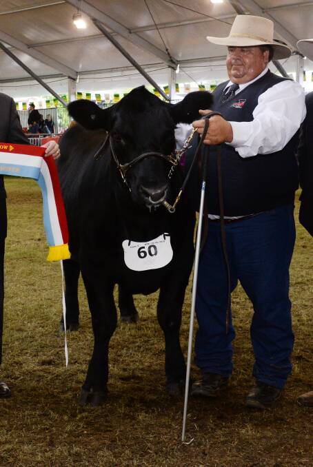RAS Supreme Beef Interbreed heifer was an Angus K5X Kaharau L31 exhibited by Kellie Smith, Allora, Queensland and held by Stephen Hayward.