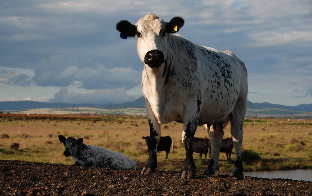 A Speckle Park commercial cow and calf with Angus cows in the background at the Bartley family's property near Warwick in Queensland. 