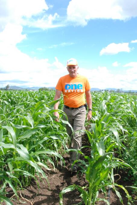 Emerging from a corn crop is Lockyer One Nation candidate Jim Savage.