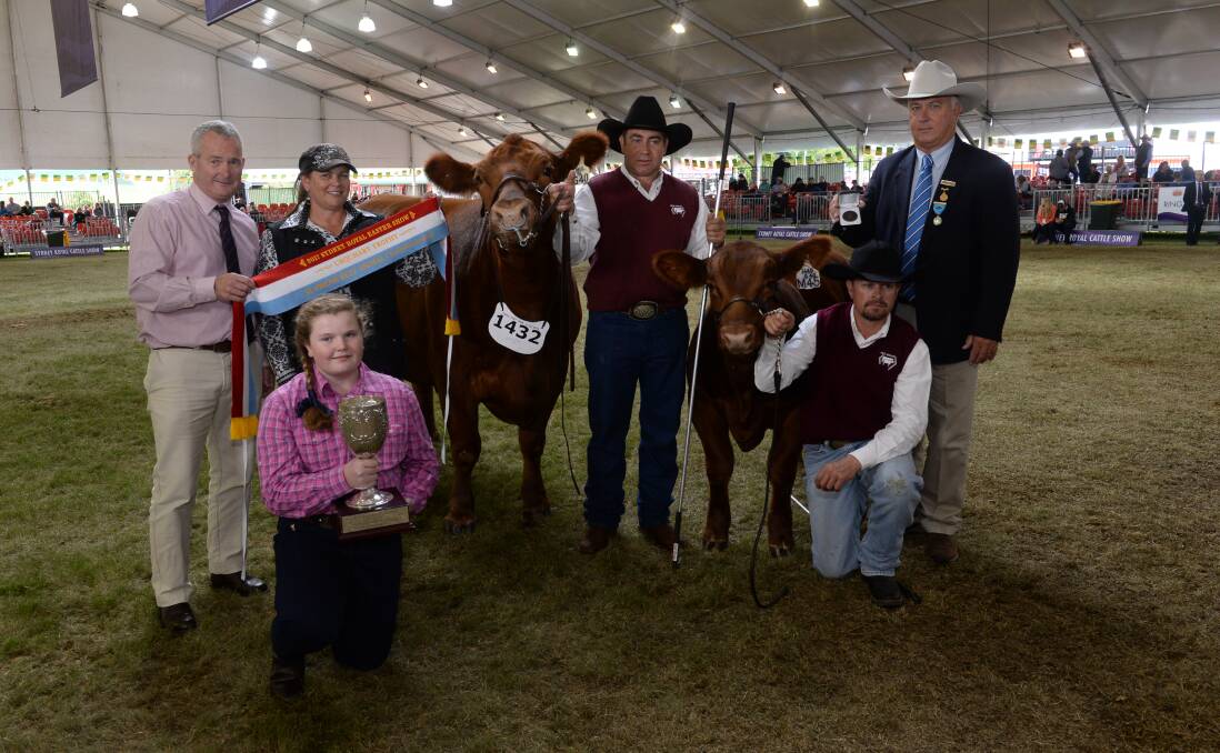 The Urquhart Perpetual Trophy at Sydney Royal Show, GK Red Ruba 26 G40 Red Angus cow with a bull calf at foot, with Gary Urquhart, Woodville holding the ribbon with Kirrily Iseppe, GK Livestock, Dalby, Gary's daughter, Georgia holding the trophy, Gavin Iseppi, Cattle Committee chairman Greg Watson stands behind handler, Nathan Stevens, Orangeville.