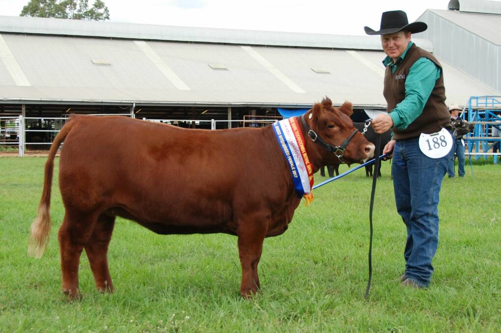 Toowoomba Royal Show small interbreed female champion was Ausline heifer Vitulus Lollipop Red held by Travis Isseppi and owned by Margo Hayes, Vitulus Ausline and Lowline Stud, Lockyer Valley.