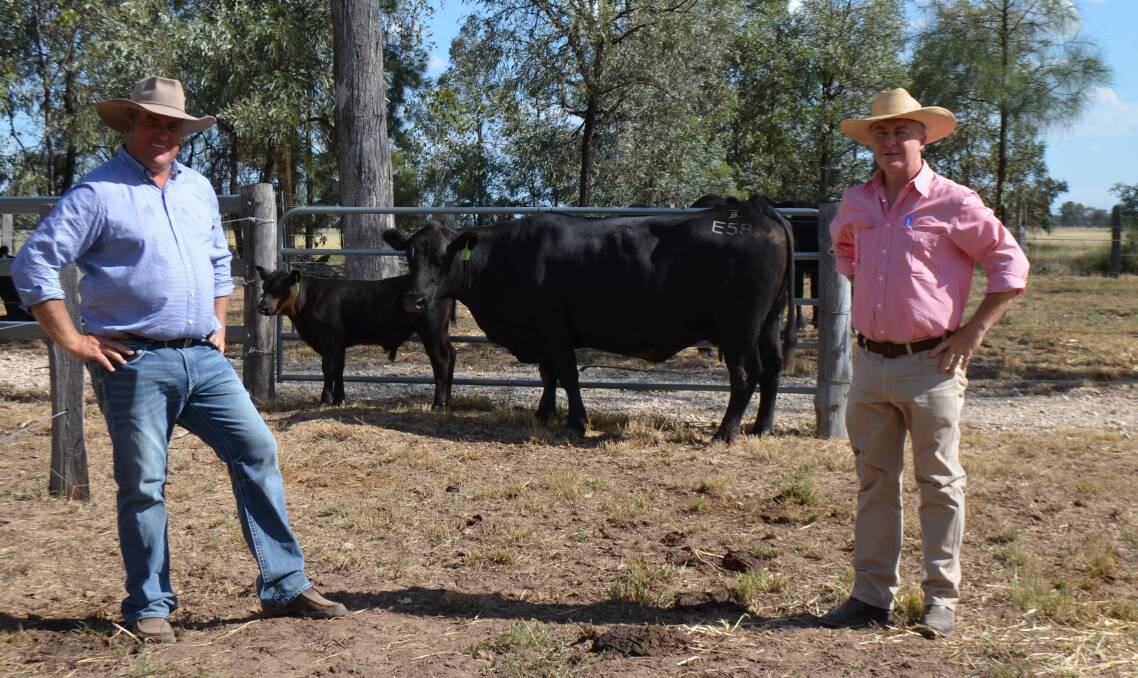 Co-principal Ben Hill, Bulliac Angus and Elders auctioneer Andrew Meara, Toowoomba with the top priced female Bulliac Mildred E58 (AI) who sold for $4500. 