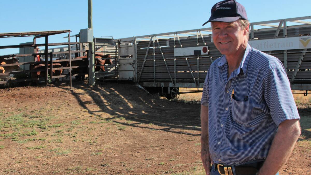 Quilpie Shire Mayor Stuart Mackenzie watches as cattle get loaded onto livestock train carriages. 
