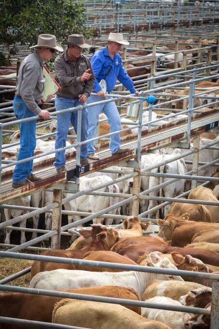 Clermont livestock agents in action during Wednesday's store and prime cattle sale.