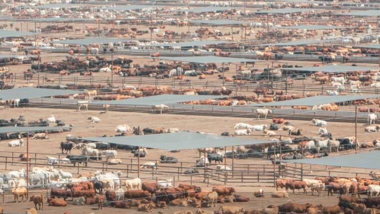 Mort & Co's Grassdale feedlot near Cecil Plains has recevied Toowoomba Regional Council approval for expansion to 70,000 head of cattle. Picture: Mort & Co website.