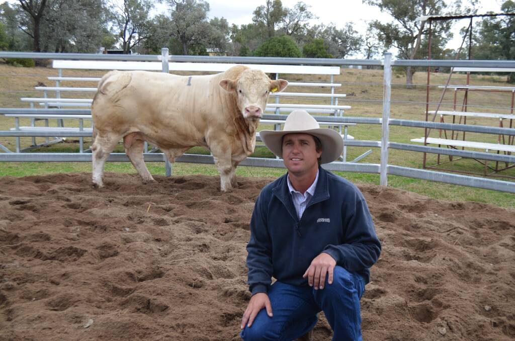 Scott  York, Billa Park  Simmentals, Dulacca with his top priced $32,000 bull called Lucrana Legend (P).