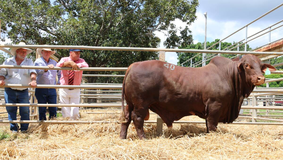 Vendor Ken Rutherford, Redskin Droughtmasters, Mornish with buyer Warren Kenny, Wajatryn Droughtmasters, Gayndah and auctioneer Randall Spann, Elders with the equal top price $38,000 bull Redskin Harley (S) D5.

