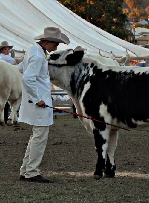 Pittsworth High School's show cattle team member.