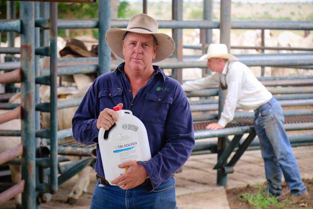 Consolidated Pastoral Company’s Allawah stud manager Jason Purcell is trialing new pain relief during this year's on-property branding of calves.