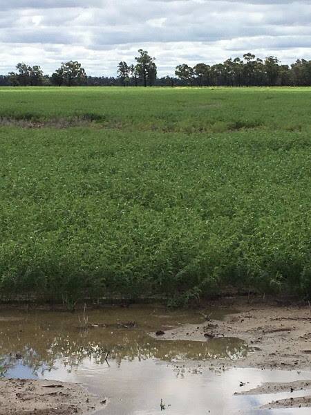 There has been excess rain on chickpeas in the northern zone, particular around the Queensland / NSW border. 