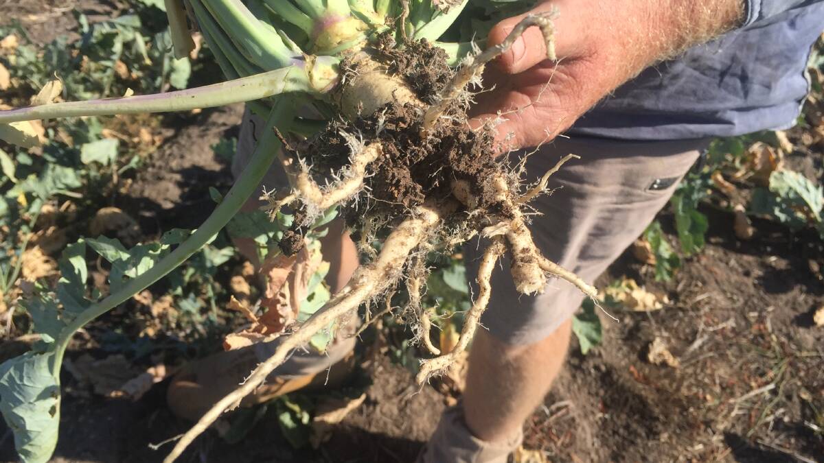 Forage rape's deep tap root is useful for drying out excess subsoil moisture.