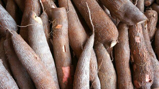 Australian research will help African cassava farmers. 