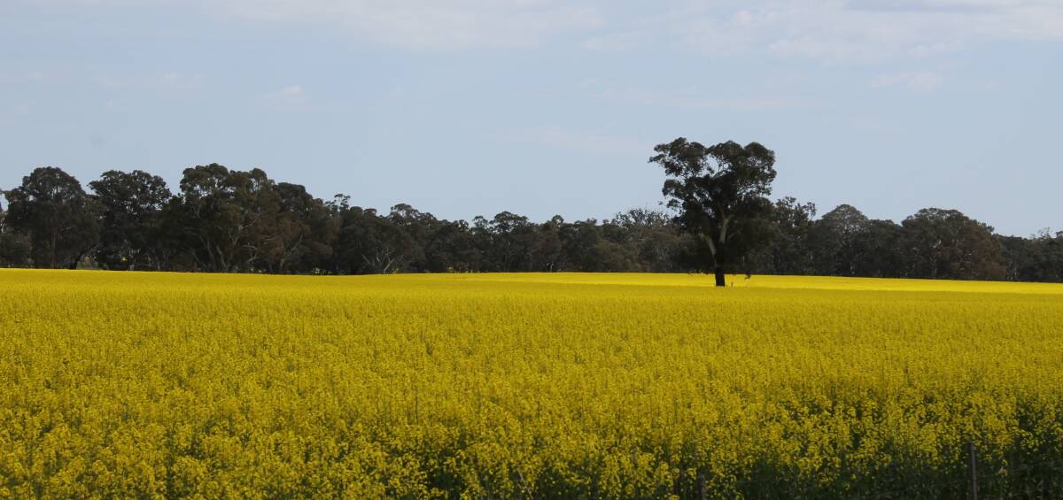 Crops throughout the Wimmera are entering the critical period of the season in solid condition. 