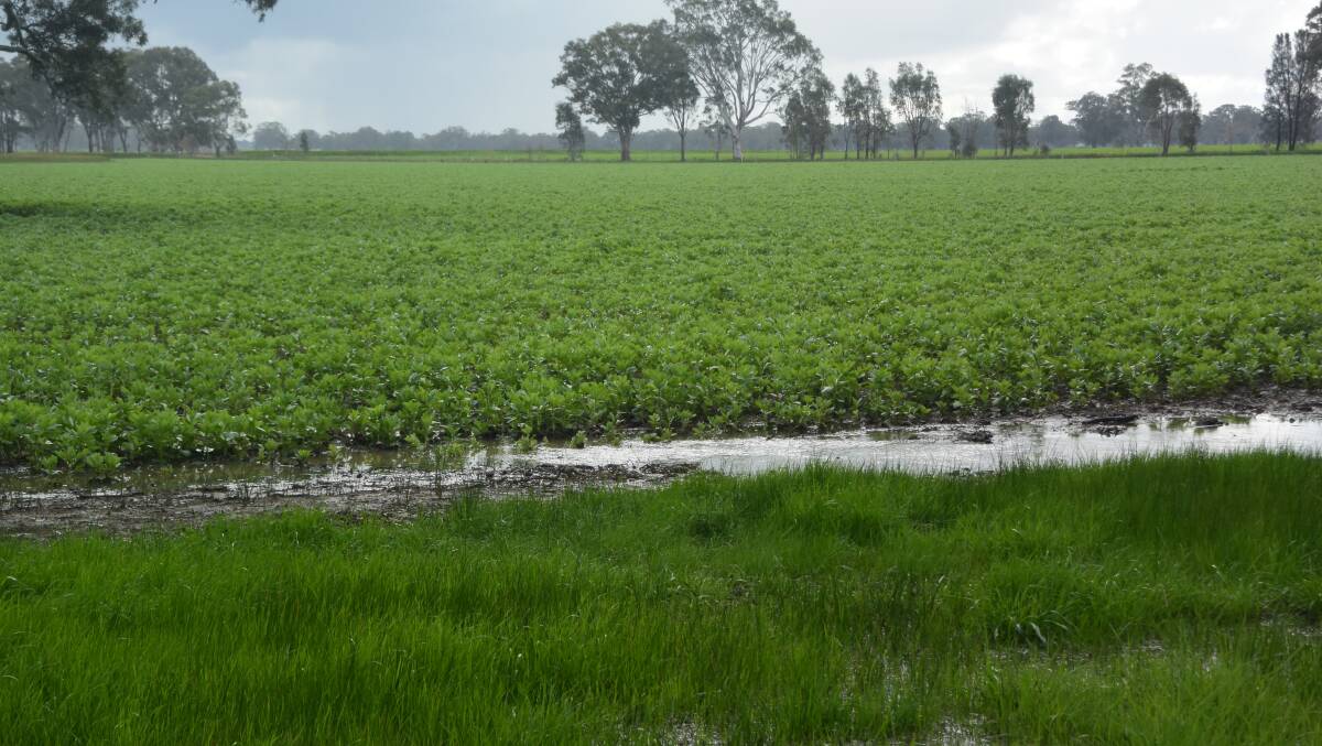 Wet conditions have impacted pulse crops across the country.