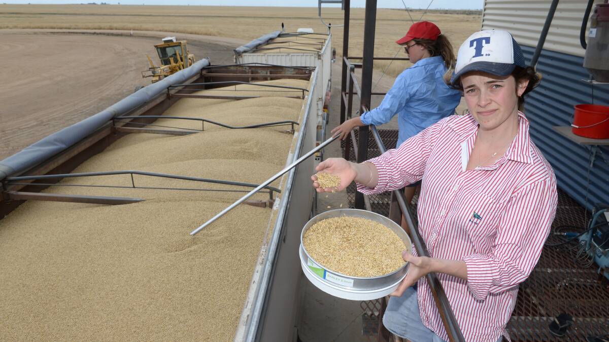 Kizzie Lockhart, Moree, working in the sample stand at a Garah receival facility near the NSW / Qld border, sampling Gairdner barley. The quality of the northern harvest has generally been good across all crop commodities.
