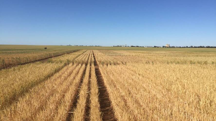 Row spacings will be the feature of a project conducted by a Birchip Cropping Group researcher funded by a scholarship.