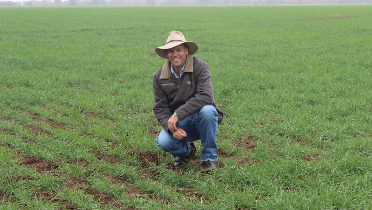 Dave Woods in a paddock of Lancer wheat at his Toobeah district property 'Coorangy' earlier in the year. 