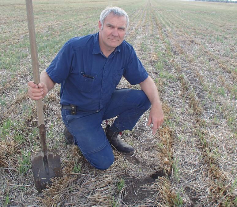 Wimmera farmer Vaughn Maroske with one of the many mouse burrows appearing in his paddocks.