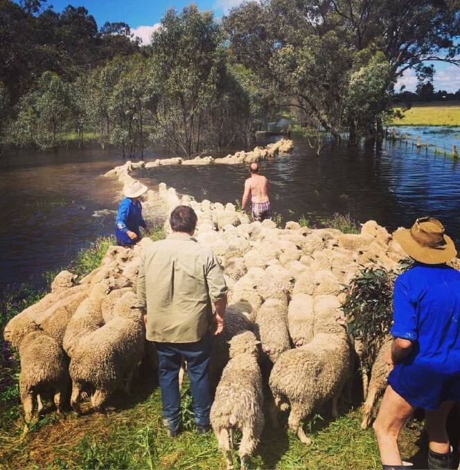 Murray Darling basin farmer Andrew Burge and neighbours moving sheep to higher ground during the recent flood event.