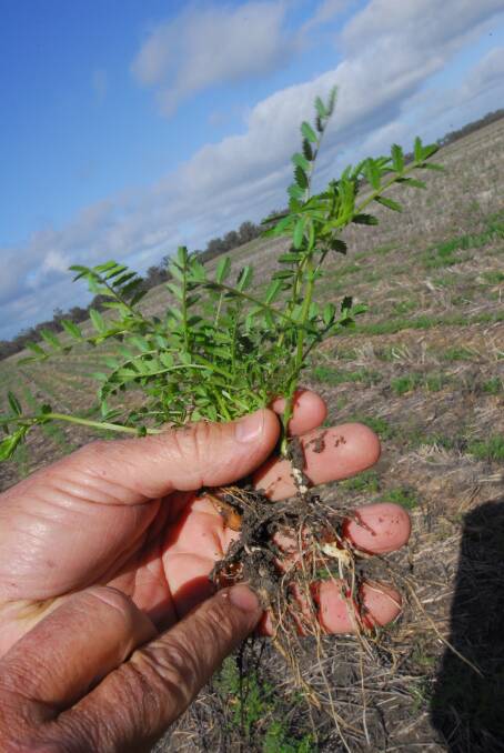 Chickpea production was a key topic of discussion at the QCL Food Heroes event at Toobeah today. 