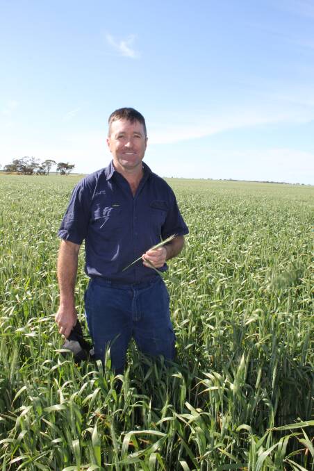 Cameron Penny, Warracknabeal, in a paddock of Elmore variety wheat today. He said the crop still had good potential and is hoping for a solid October rain to allow it to achieve its full yield potential.