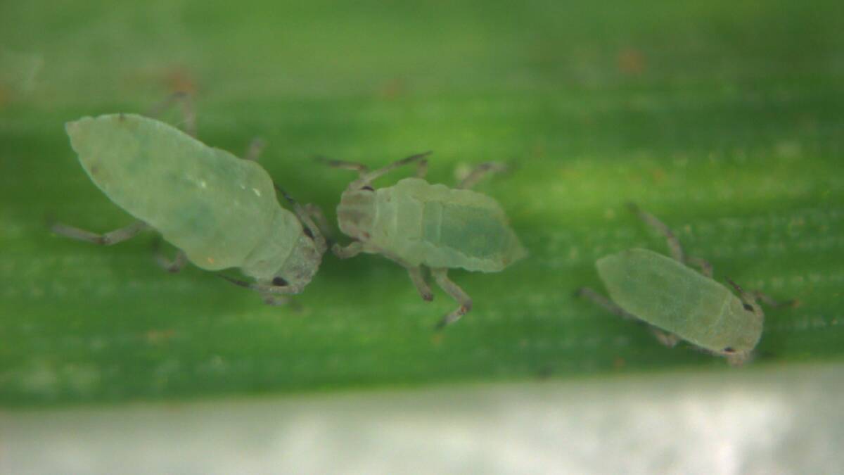 THEY'RE BACK: Russian wheat aphids numbers are again building.