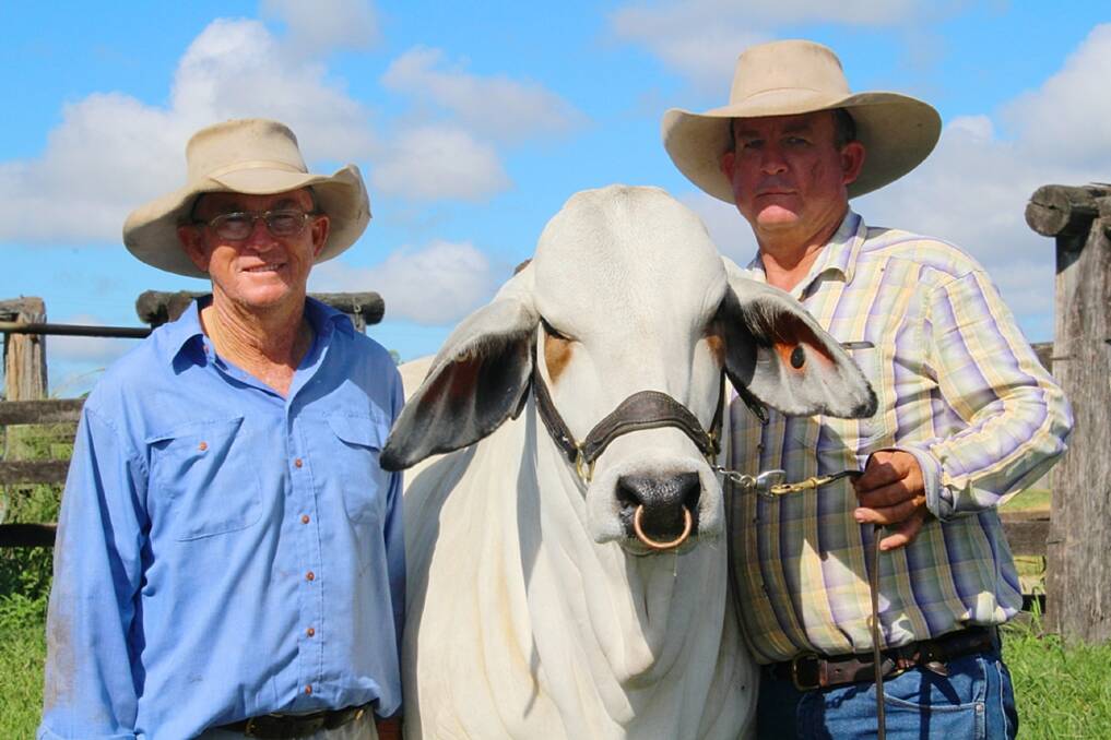 In the blood: Geoff and Scott Angel, Glengarry Brahmans, Kunwarara, operate a pure Brahman stud operation on their 3000 hectare slice of land.