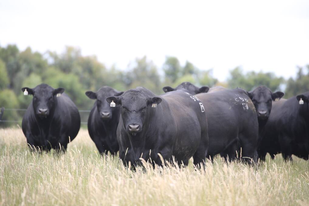 Win-win: James Lilburne said the sale is enticing for Qld beef producers as they’re bidding on top Angus and Senegus genetics from down south on their doorstep, removing the freight costs they'd otherwise have to pay.