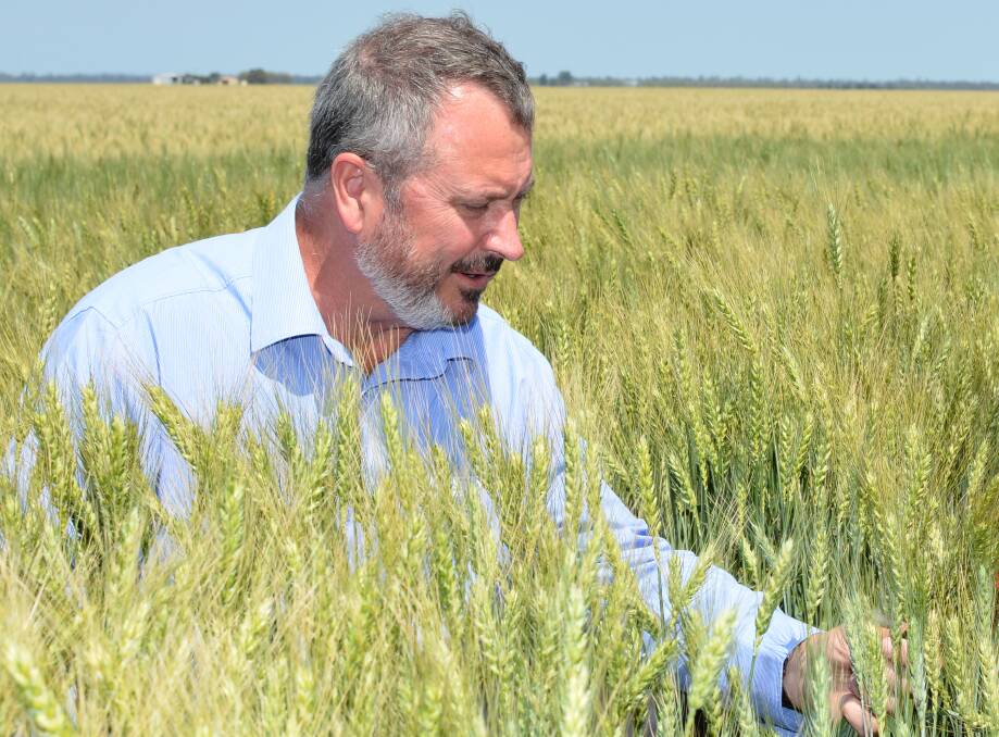 Muscular Mustang: Pacific Seeds wheat manager Neil Comben says new release Mustang will bring quick maturity, APH classification and high yield to the portfolio.