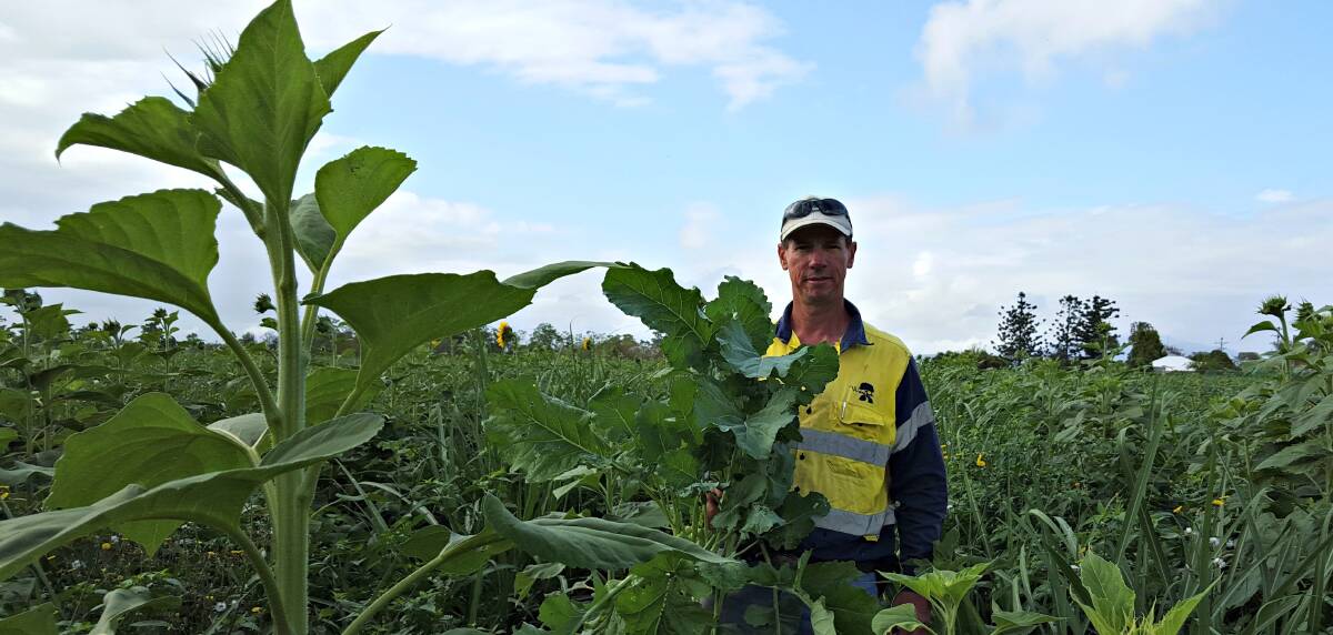 Mackay cane farmer, Simon Mattsson, has been seeing some positive results from a mix of legumes, daikon radish and sunflowers in his cane crop.