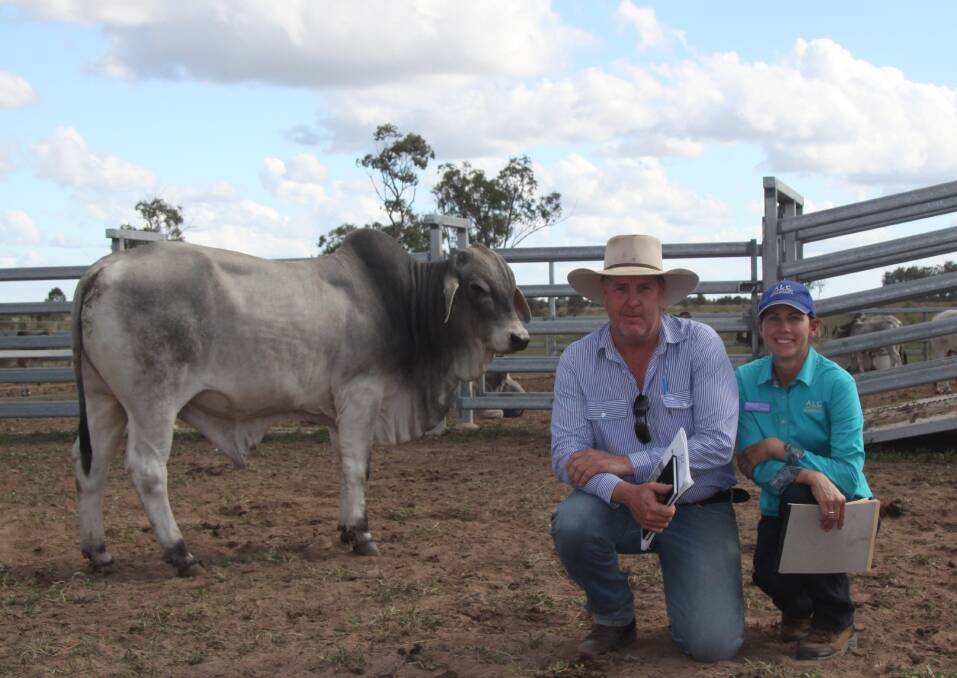 Sale topper: Louise Collins with ALC15-1252 which was purchased by CPC Allawah Brahman Stud manager Jason Purcell for $19,000 to top the ALC Bull Sale.