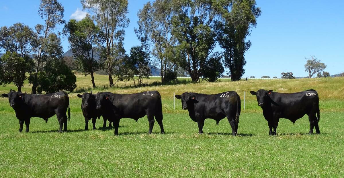 Mike and Joy Gadd, The Glen Angus, Walwa, have selected a sale draft that includes 20 excellent Pure Angus sires and four Angus-cross Grey bulls that will enter the ring in Lots 73 to 96.