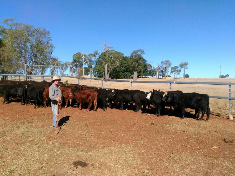 Sale time: Veteran cattle breeder Geoffrey Hartwig getting a run of heifers ready for sale on-property at Calrossie, Eidsvold. He said Angus bulls cross exceptionally well with his Hereford heifers.