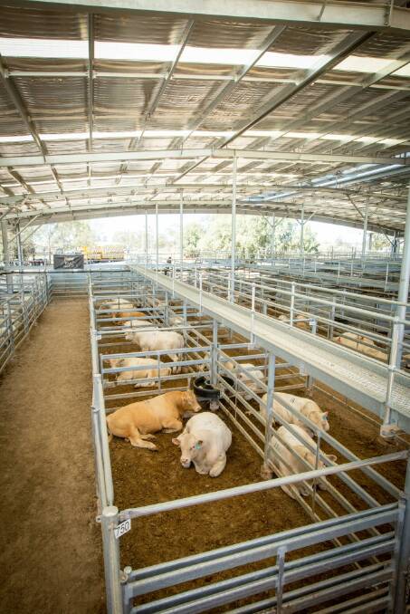 Upgraded: The Dalby Regional Saleyards facelift is progressing well, with further upgrades on the cards.