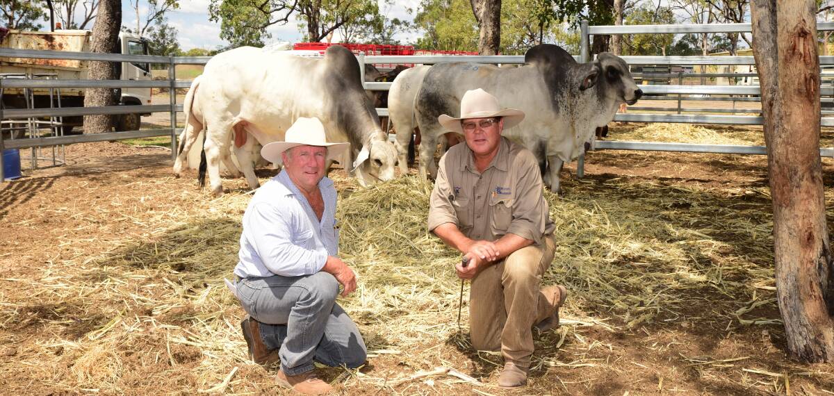 Country classic: Dave Roberts, Swans Lagoon Pastoral Company, Ayr with Brett Kirk, Hazelton Brahmans, Middlemount during the 2015 sale.