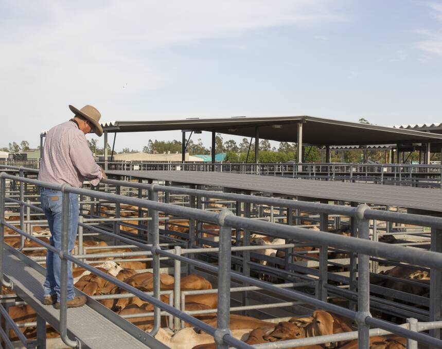 Solid year: The last financial year produced a net profit of more than $182,000 for the Emerald Saleyards, which will be reinvested into the facility.