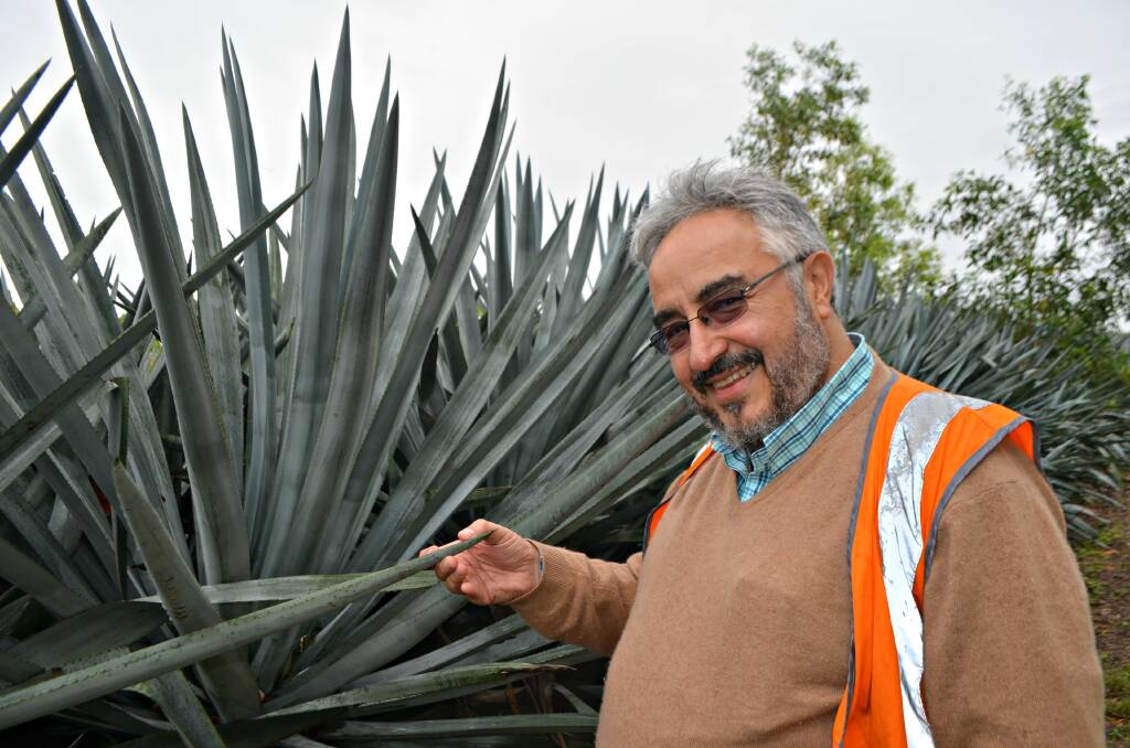 Agave expertise: Mexican agronomist and agave expert Dr José Ignacio Del Real Laborde is working with AusAgave to establish commercial plantations of agave as a feedstock for a new dryland sugar industry.