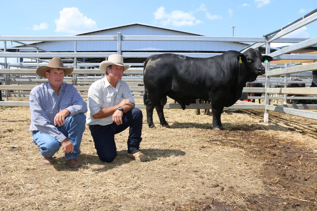 Great buy: The top priced bull last year was Bruce and Leanne Woodard’s Bonox 822, which sold for $50,000 to Gavin McKenzie, Blackwater. 