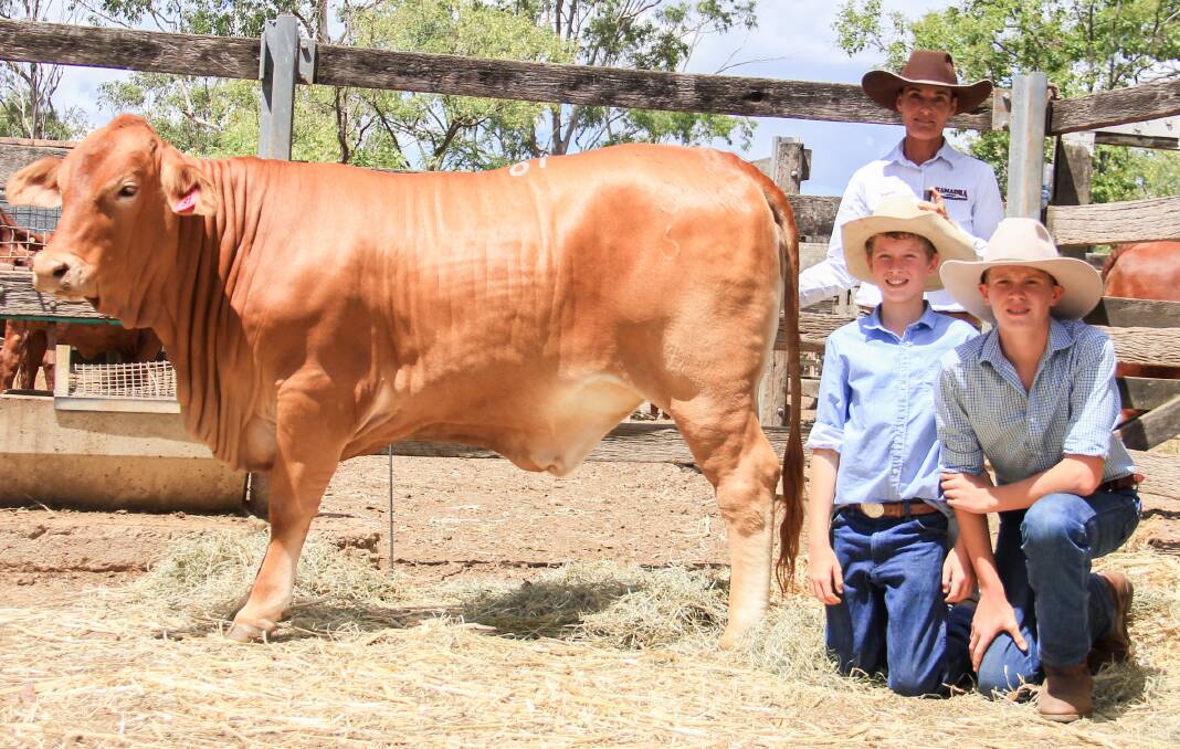 A Hamadra beauty: Kerri McKenzie, Hamadra Droughtmasters with Christian and Jordan Brooks, Major Droughtmasters, Wivenhoe Pocket and the $15,000, 2017 sale topper, Hamadra Golden Girl.