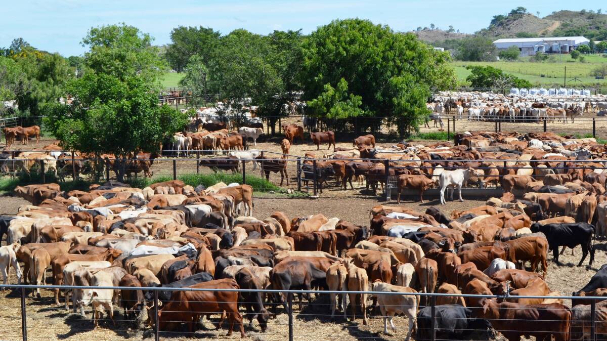 Constant improvement: Council is continuing with ongoing upgrades of the Dalrymple Saleyards to provide a suitable livestock sale venue.