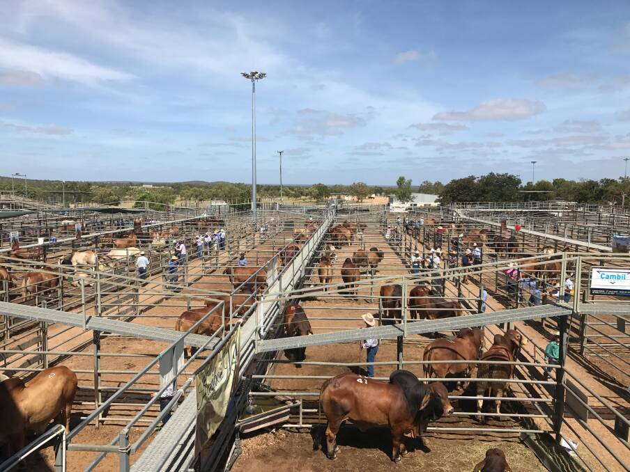 Upgrades incoming: Cr Schmidt said the CTRC has recently agreed to fund improvements to the Dalymple Saleyards facility, home to the Big Country Brahman Sale, at the request of users.